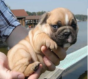 Gorgeous english bulldog Puppies For Loving Homes