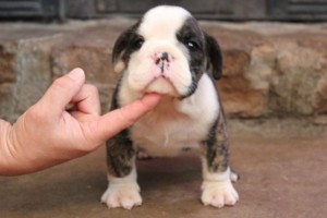 Adorable English Bulldog Puppies