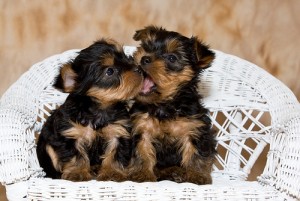 ADORABLE YORKIE PUPPIES FOR ADOPTION