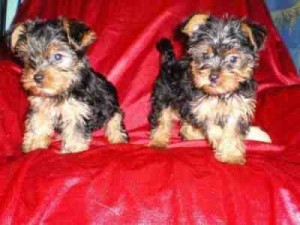 NICE LOOKING MALE AND FEMALE TEACUP YORKIE PUPPIES FOR ADOPTION