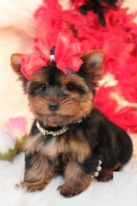 Awesome Cutty TeaCup Tiny Yorkie puppy for free Adoption