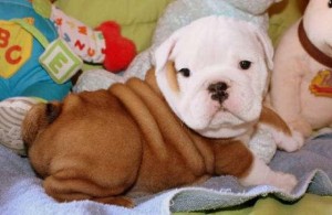 GORGEOUS AND HEALTHY ENGLISH BULLDOG PUPPIES FOR FREE ADOPTION