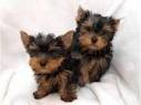 Cute Yorkshire Terrier Yorkie Puppies Full Health