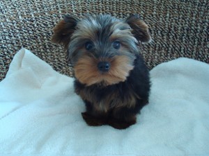 &quot;&quot;&quot;&quot;&quot;&quot;Cute Yorkie Puppies Available&quot;&quot;&quot;&quot;&quot;&quot;&quot;