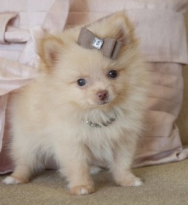 HEALTHYPOMERANIAN FOR FREE ADOPTION