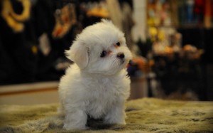 Well Trained Teacup Maltese Puppies For Adoption