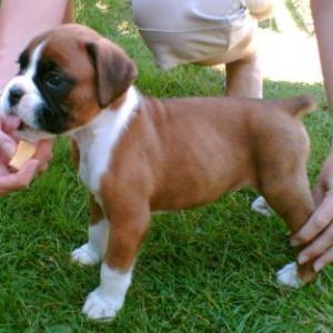 *******Awesome Boxers puppies for adoption *******