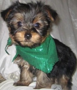 Exquisite Tiny Yorkshire terrier pups