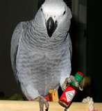 African Grey Parrots For rehoming