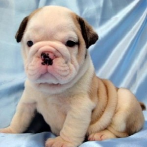 Breaking News, cute, Male And Female English bulldog Puppies For a new family