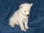 Akc Blue Eyes Siberian Husky Puppies!