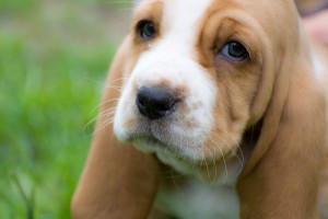 House train Basset hound puppies for sell