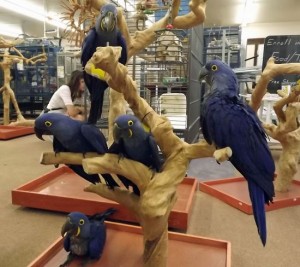 Hyacinth Macaw Parrots Available for good homes