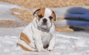 Two Cute Celebrity English Bulldog Puppies For Re-Homing