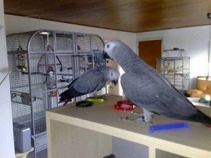 Pair of African Grey Parrots