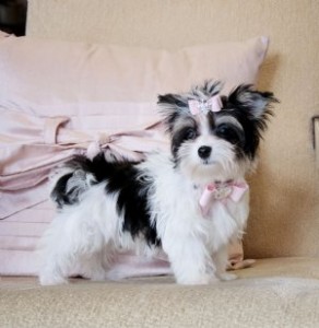 ADORABLE BIEWER MORKIE PUPPIES READY FOR ADOPTIO