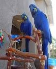 Hyacinth Macaw Parrots with a cage