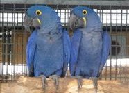 8 year old DNA, males &amp; females BLue Macaw pairs of Hyacinth Macaw .