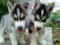 healthy Siberian Husky puppies ready for adoption.