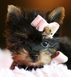 Lovely Cute looking Teacup apple head yorkie puppies (12 weeks)