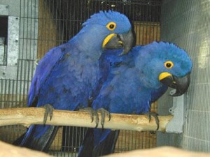 Hyacinth Macaw Parrots  for good homes