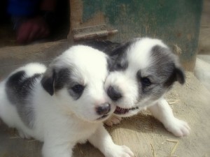 cute male and female kinttens for free adoption