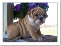 Adorable English Bulldog pups for adoption!!