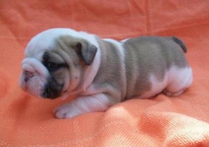 English bulldog puppies male and female.