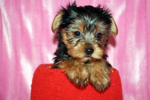 Healty Teacup Yorkie for re homing to a pecfect family