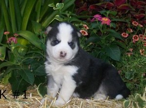 Adorable Husky puppies looking for any caring and loving family