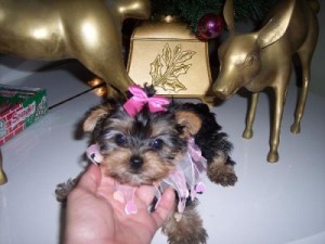 extremely cute teacup yorkie puppies for free adoption