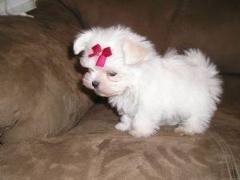 ####Super Cute Male and Female Maltese Puppies For Christmas#####