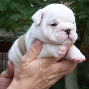 MALE AND FEMALE BULLDOG PUPPIES FOR FREE ADOPTION