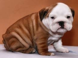 Pure breed English Bulldog puppies available for adoption