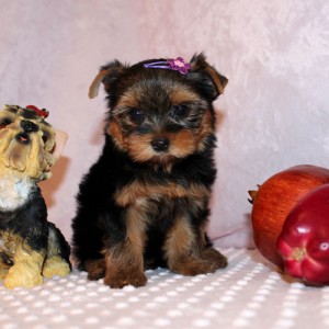 adorable yorkie puppies  for rehoming