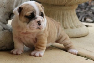 AKC Registered English Bulldog Puppies For Sale