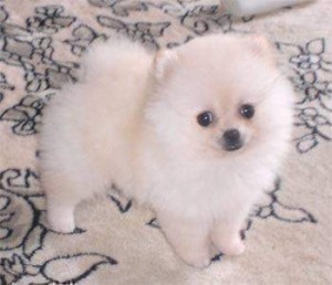 good looking and lovely Pomeranian puppies ready for  adoption