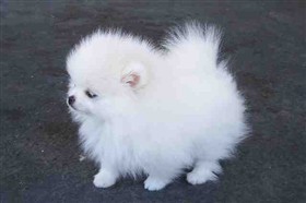 wow good looking and lovely Pomeranian puppies ready for  adoption