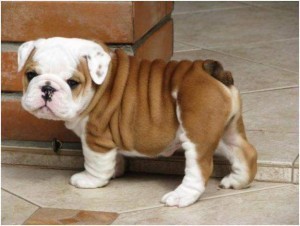 GORGEOUS AND ADORABLE ENGLISH BULLDOG PUPPIES FOR FREE ADOPTION