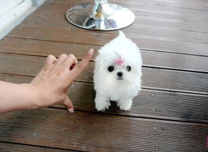 Adorable Precious Micro Teacup Maltese