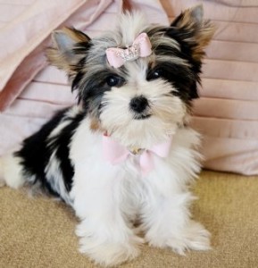 CUTE AND ADORABLE SMALL SIZE MORKIE PUPPIES FOR ADOPTION