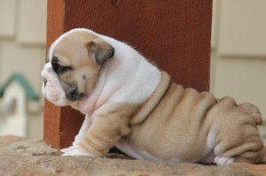 Charming AKC Registered English Bulldog Puppies Ready!!