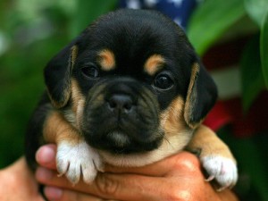 puggle pupie for adoption