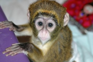 CHARMING FACE CAPUCHIN MONKEY