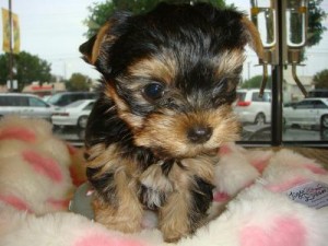 Male and female yorkie puppies looking for a good home