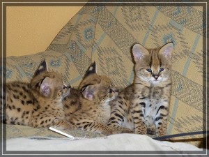 new litters of exotic feline cubs ready to go now .