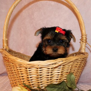 adorable yorkie puppies