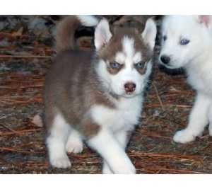 AKC Registered 13 weeks old male and female Magnificent siberian husky available