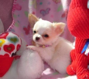 Two Teacup chihuahua Puppies For Re-Homing