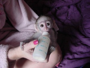 cute and adorable female capuchin monkey for adoption.